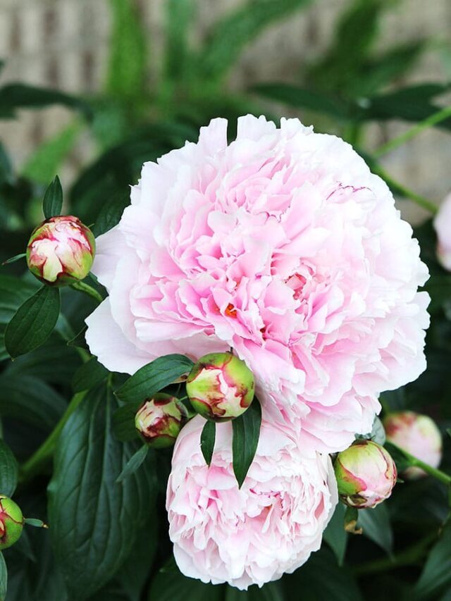 PEONY CARE - TIPS AND TRICKS