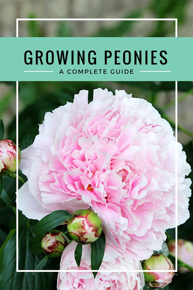 Your complete guide on growing peonies. Everything from soil conditions to USDA zones to the ants that love peonies too. Including how and when to cut peonies for vases so you can enjoy them indoors. And most importantly, what you can do if your peonies just won't bloom! #gardeningtips #peonies