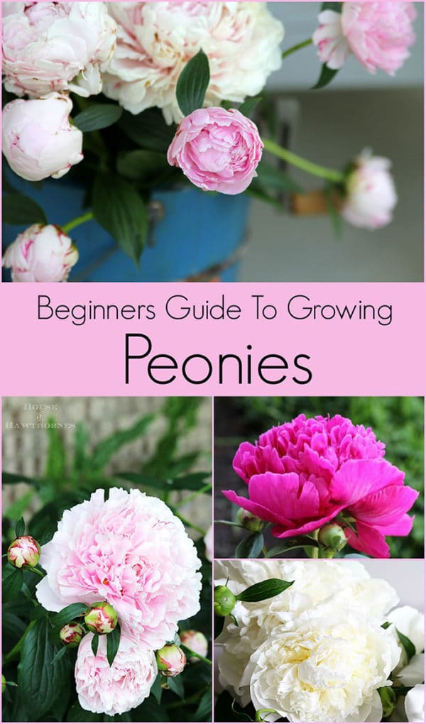 How To Grow Peonies Your Complete Guide House of Hawthornes