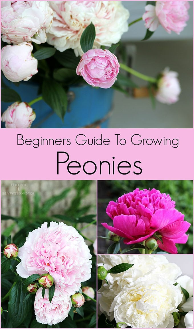 Beginners guide for growing peonies.