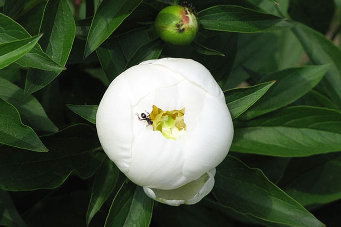 peonies and ants