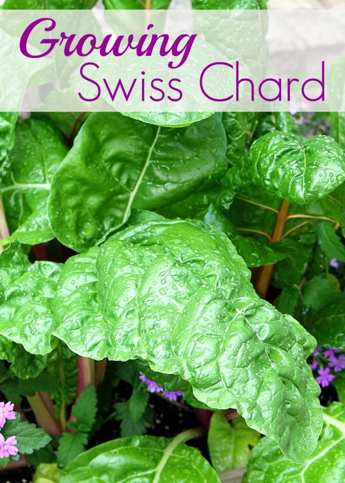 Sure it is one of the healthiest vegetables out there, but Swiss Chard can also used as an ornamental plant! Fantastic accent for your container gardening!