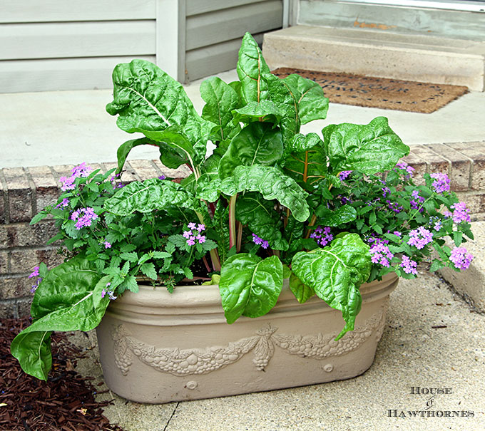 Sure it is one of the healthiest vegetables out there, but Swiss Chard can also used as an ornamental plant! Fantastic accent for your container gardening!