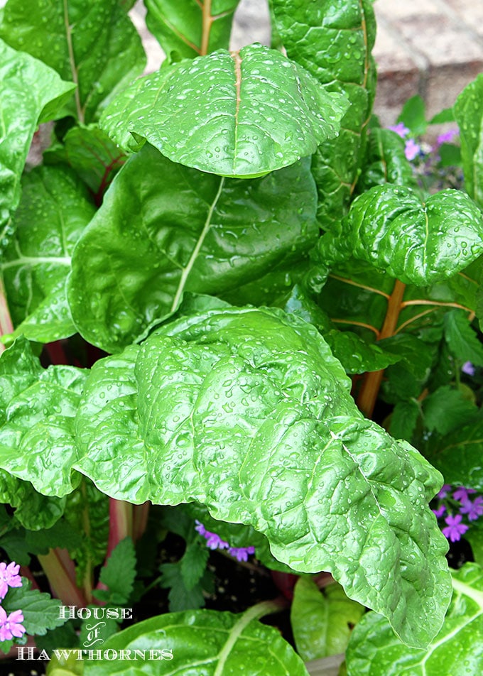 Sure it is one of the healthiest vegetables out there, but Swiss Chard can also used as an ornamental plant! Fantastic accent for your container gardening!