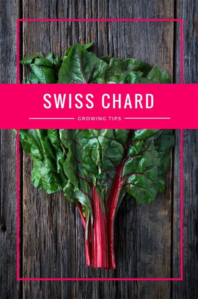 One of the healthiest vegetables out there, but Swiss Chard can also be grown as an ornamental plant! Fantastic accent for your container gardening!