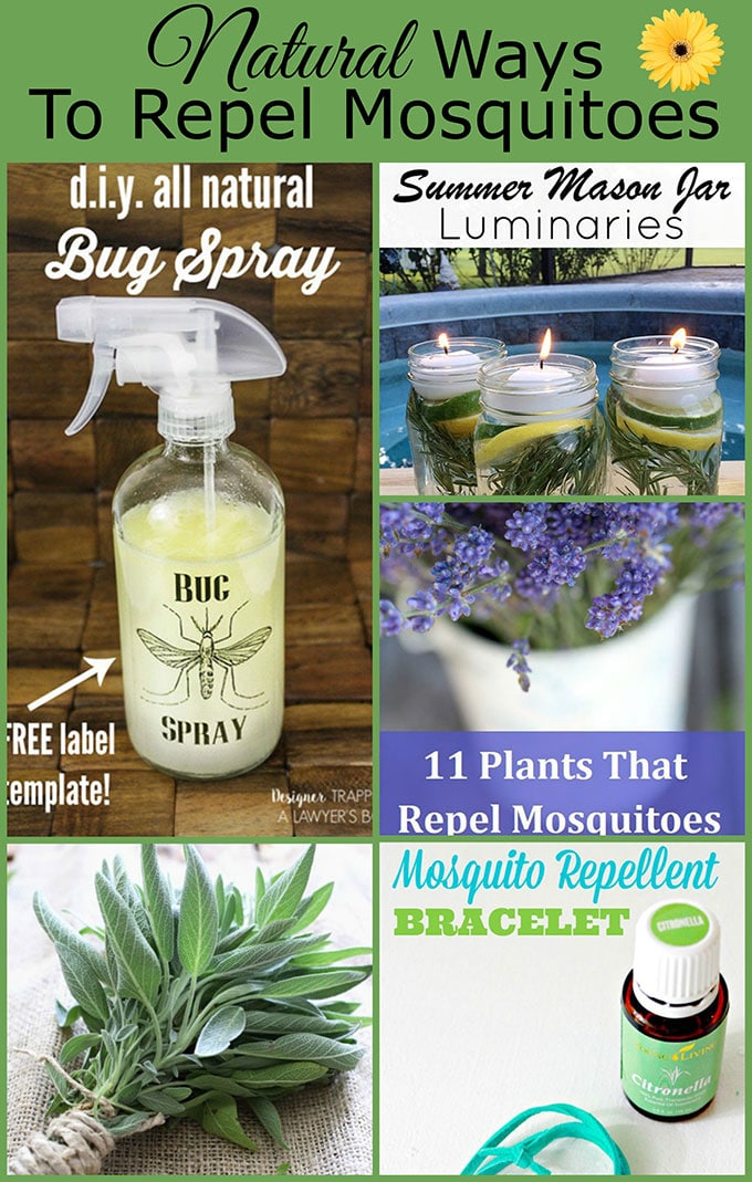 Natural Ways To Repel Mosquitoes Without Bug Spray House Of