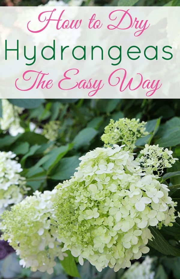 How To Dry Hydrangeas The Easy Way House of Hawthornes