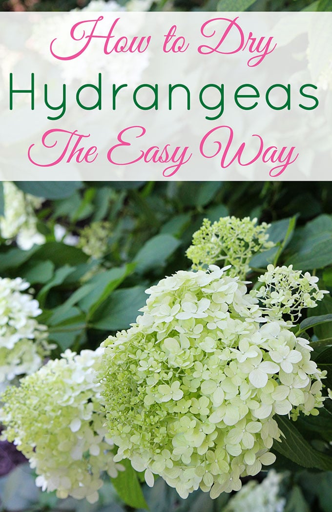 3 Steps To Drying Hydrangea