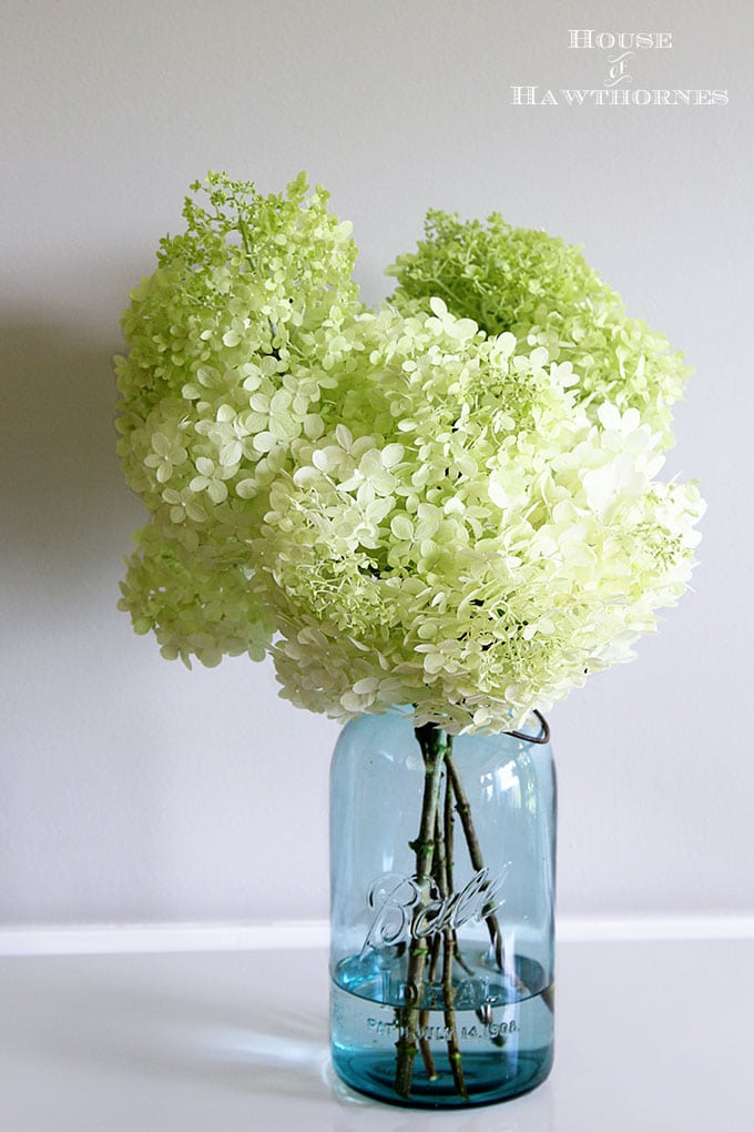 3 Steps To Drying Hydrangea