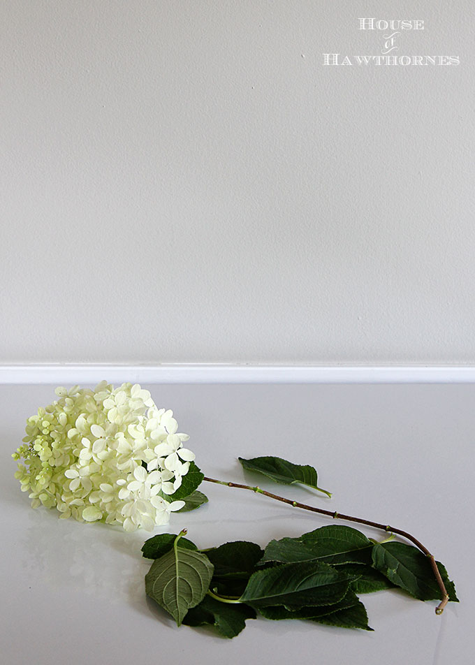 When to cut hydrangea for drying