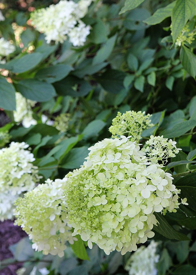 Limelight hydrangeas - the perfect hydrangea to dry