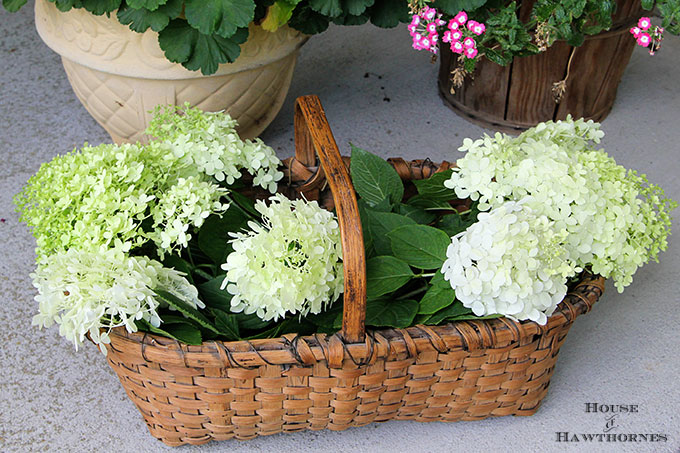 The Easy Way to Dry or Preserve Limelight Hydrangea Blossoms – Between Naps  on the Porch