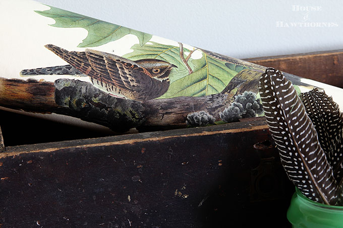 Vintage vignette with a Brownie Bull's-Eye Camera, old wooden drawer, feathers, vintage bird print and jadeite Walker's Honey Whip jar.