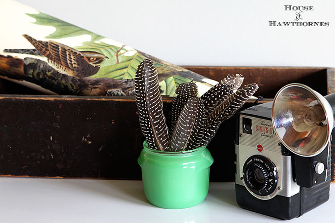 Vintage vignette with a Brownie Bull's-Eye Camera, old wooden drawer, feathers, vintage bird print and jadeite Walker's Honey Whip jar.