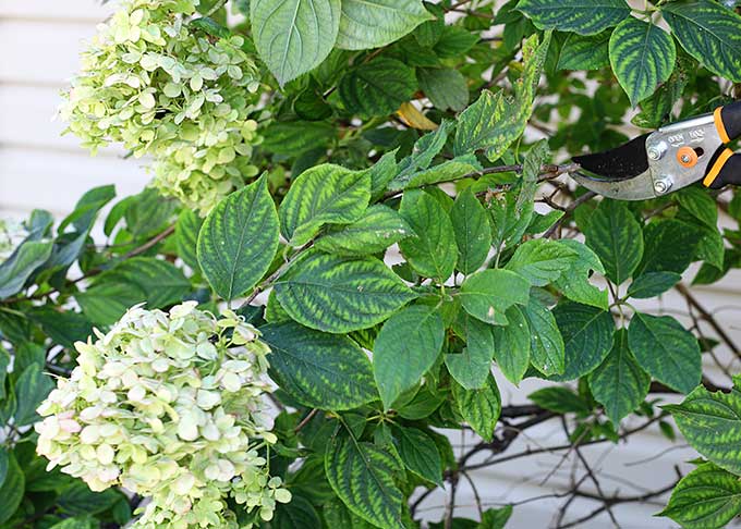 how to cut hydrangeas