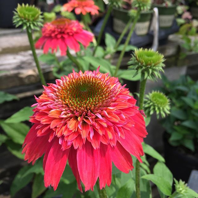 Double Scoop Raspberry Coneflower