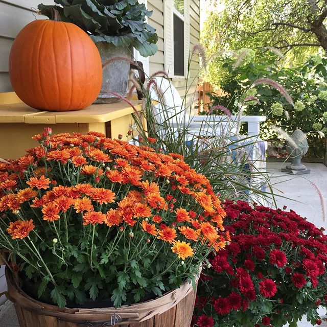 Mums on fall front porch