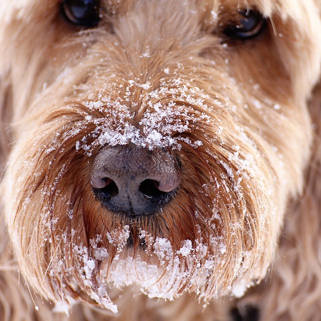 Frozen faced Labradoodle