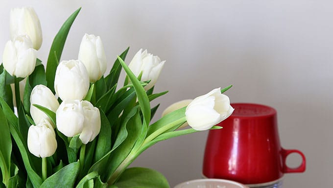 Spring iPhone wallpaper and desktop background with a feminine white tulip theme. Sized for iPhone, Androids and most desktop computers