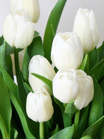 Spring iPhone wallpaper and desktop background with a feminine white tulip theme. Sized for iPhone 6. iPhone 6+ and most desktop computers. FREE download.
