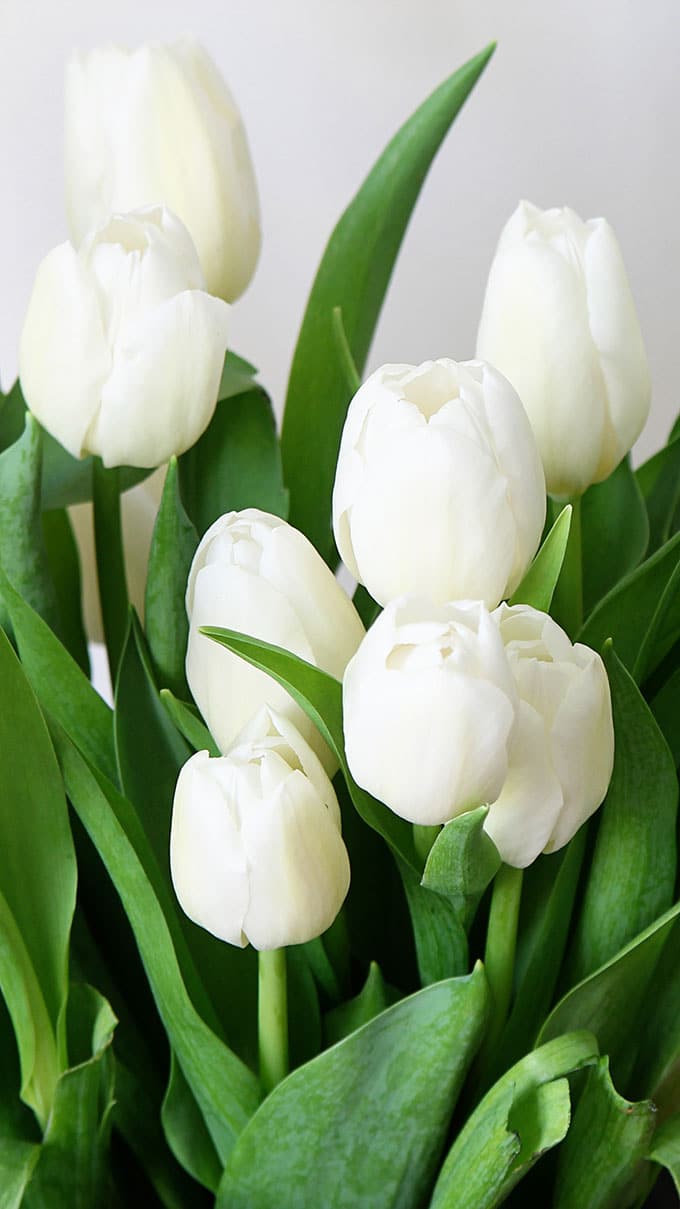 Spring iPhone wallpaper and desktop background with a feminine white tulip theme. 