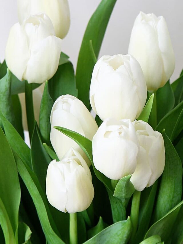 HOW TO KEEP TULIPS FROM DROOPING (webstory)