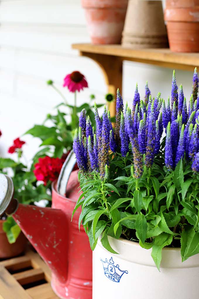 Royal Candles Speedwell aka Veronica - One of 5 Fabulous Perennials For Your Summer Garden