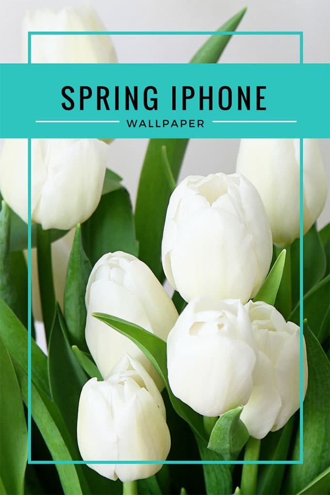 Spring iPhone wallpaper and desktop background with a feminine white tulip theme. Sized for iPhone, Android and most desktop computers. #phonewallpaper #iphonewallpaper