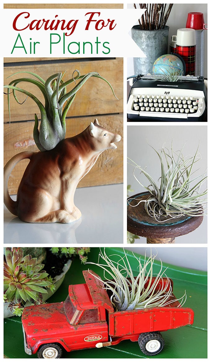 Air plants are an easy houseplant to grow! With just a few simple tips for caring for your air plants you'll soon be in love with these free spirits.