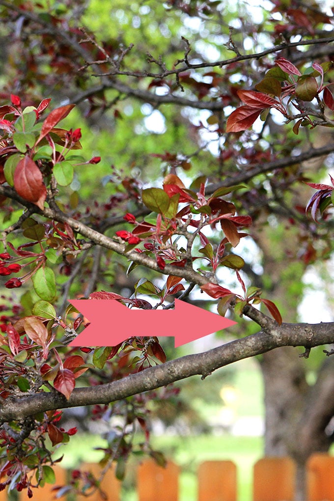 Forcing flowering branches to bloom is one of the easiest ways to bring spring inside! Includes easy instructions on how and when to cut your branches and tips on arranging them.