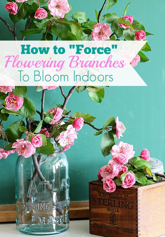 Forcing flowering branches to bloom is one of the easiest ways to bring spring inside! Includes easy instructions on how and when to cut your branches and tips on arranging them.