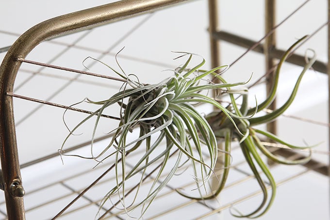 Air plants are an easy houseplant to grow! With just a few simple tips for caring for your air plants you'll soon be in love with these free spirits.