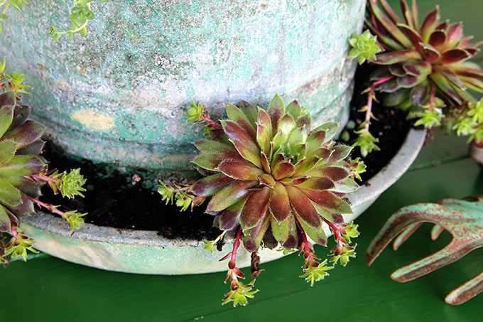 A chicken feeder or waterer filled with succulents is a great way to add a little farmhouse decor to your garden, porch or patio this summer. Other farmhouse garden planter ideas and tips on growing succulents are included!