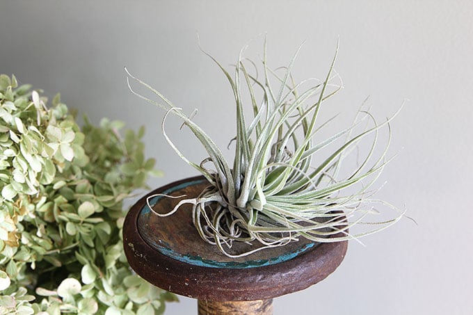 Air plants are an easy houseplant to grow! With just a few simple tips for caring for your air plants you'll soon be in love with these free spirits.