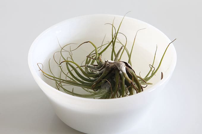 Air plants are an easy houseplant to grow! With just a few simple tips for caring for your air plants you'll soon be in love with these free spirits.