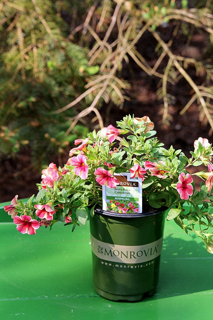 This how to guide for container gardening includes plant selection, instructions to prepare your container and a tip to make potting soil go farther.