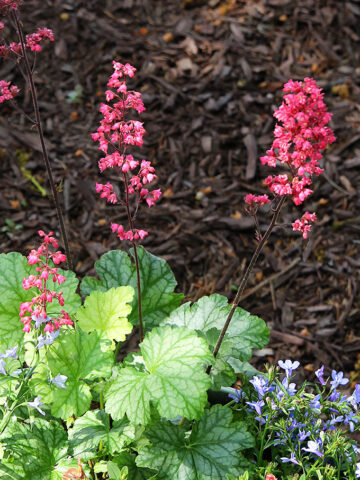 This how to guide for container gardening includes plant selection, instructions to prepare your container and a tip to make potting soil go farther.
