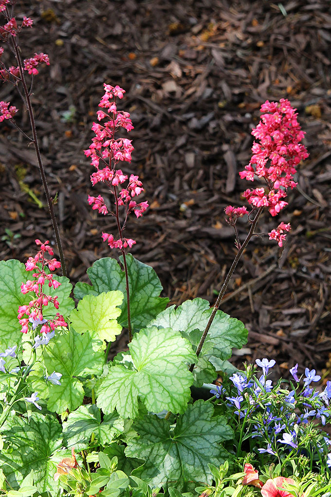 This how to guide for container gardening includes plant selection, instructions to prepare your container and a tip to make potting soil go farther.