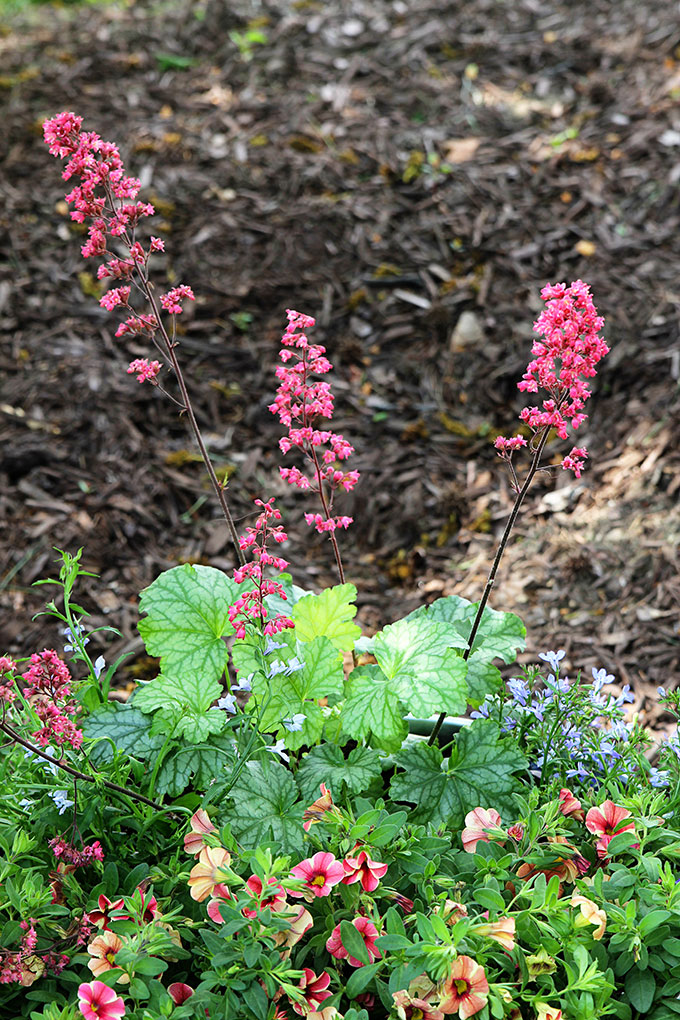 This how to guide for container gardening includes plant selection, instructions to prepare your container and a tip to make potting soil go farther.