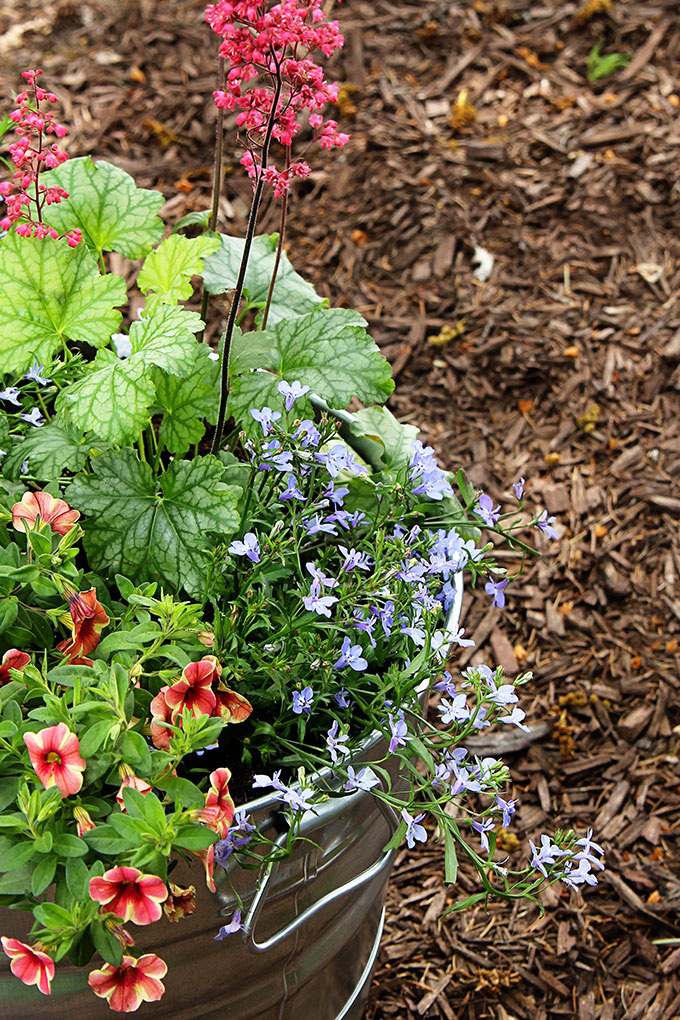 Million bells, heuchera and lobelia in a galvanized container - a great backyard planter idea.