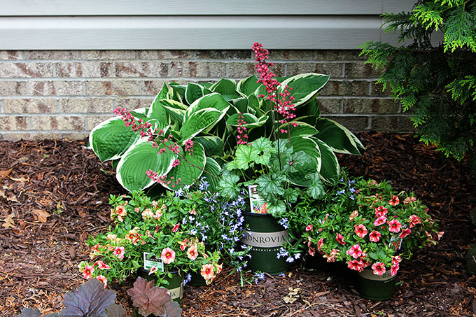 This how to guide for container gardening includes plant selection, instructions to prepare your container and a tip to make potting soil go farther.