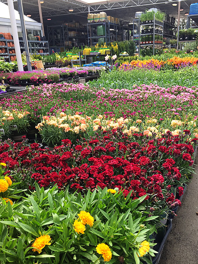 This how to guide for container gardening includes plant selection, instructions to prepare your container and a tip to make potting soil go farther.