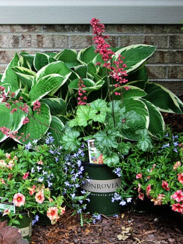 Monrovia flowers being used in a container garden DIY project - inlcuding Coral Bells, Lobelia and Calibrachoa.