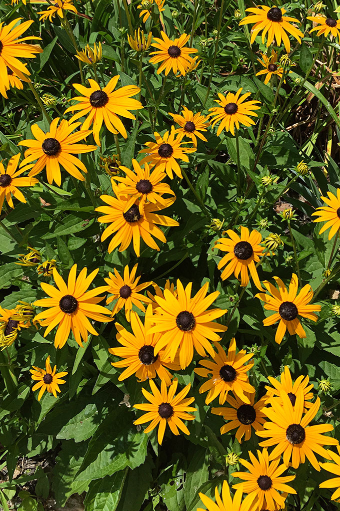 Bring color to your garden with these late summer flowers. Let's face it, by mid-July a lot of your annuals have gotten all leggy and even if they're not dead yet, they're not looking as spiffy as they did in May.