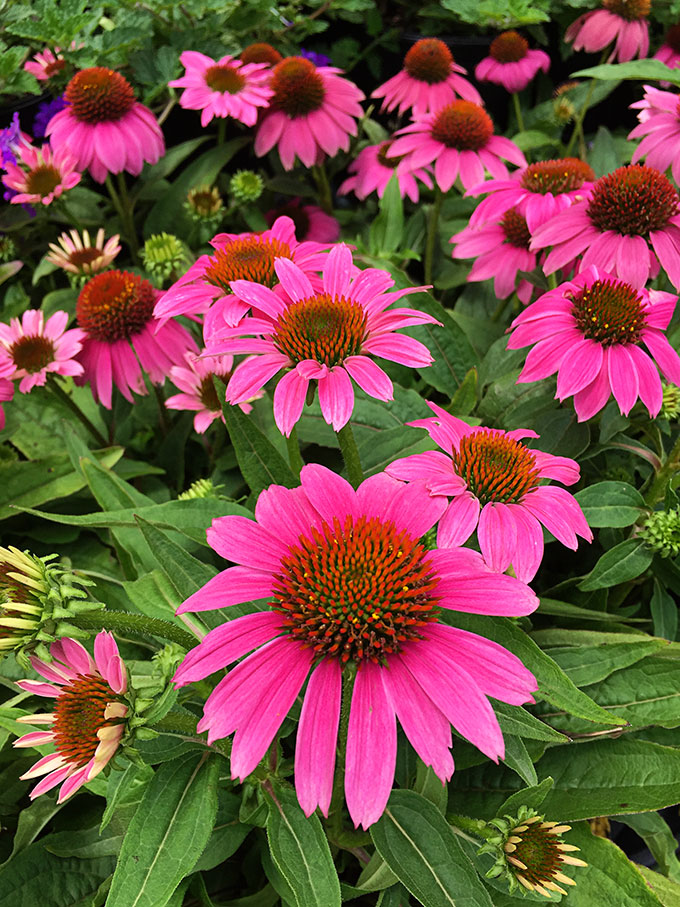 Bring color to your garden with these late summer flowers. Let's face it, by mid-July a lot of your annuals have gotten all leggy and even if they're not dead yet, they're not looking as spiffy as they did in May.