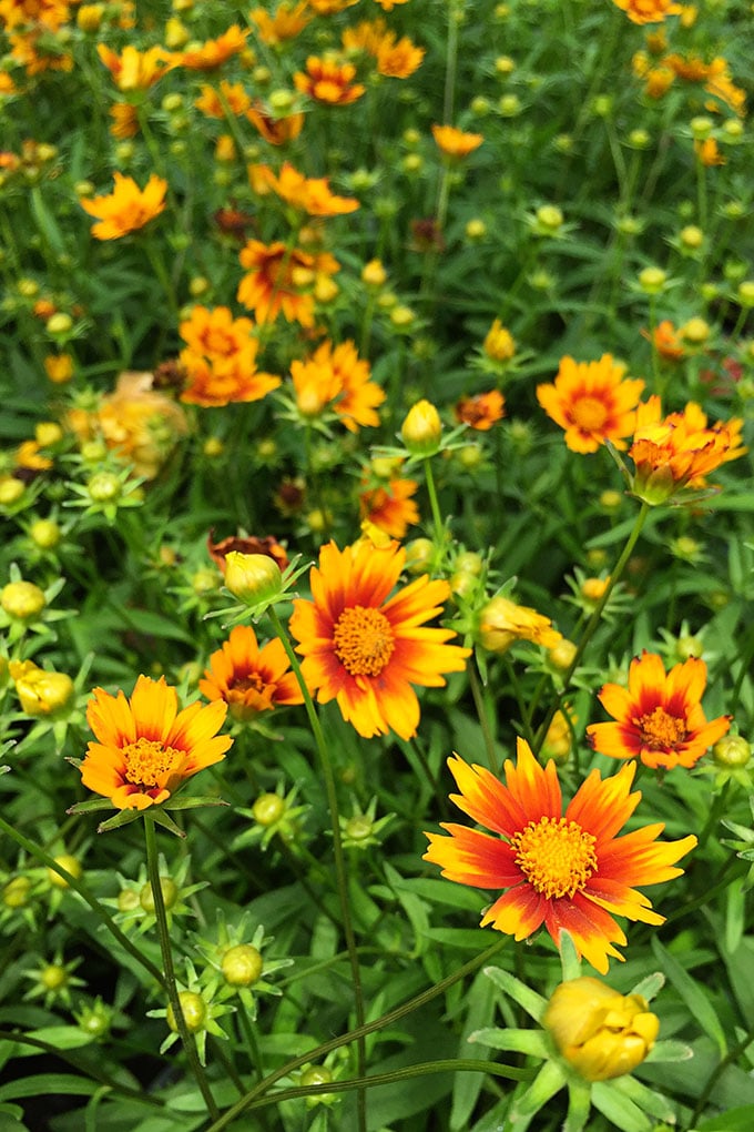 Bring color to your garden with these late summer flowers. Let's face it, by mid-July a lot of your annuals have gotten all leggy and even if they're not dead yet, they're not looking as spiffy as they did in May.