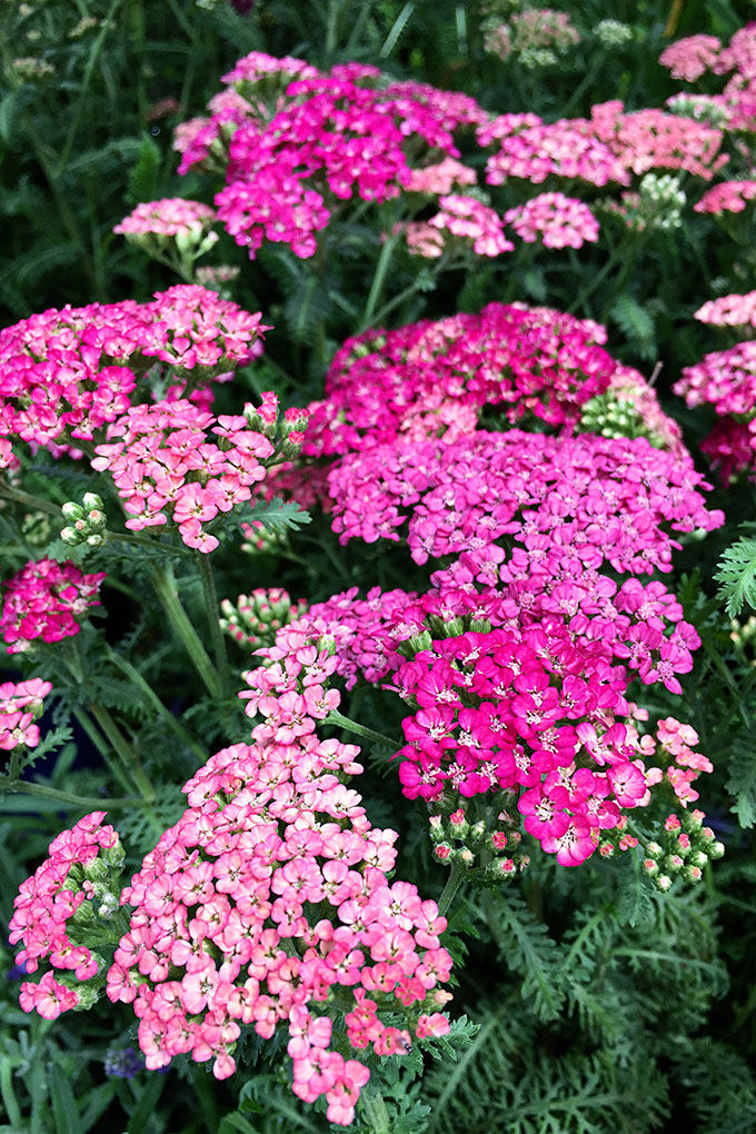 Bring color to your garden with these late summer flowers. Let's face it, by mid-July a lot of your annuals have gotten all leggy and even if they're not dead yet, they're not looking as spiffy as they did in May.