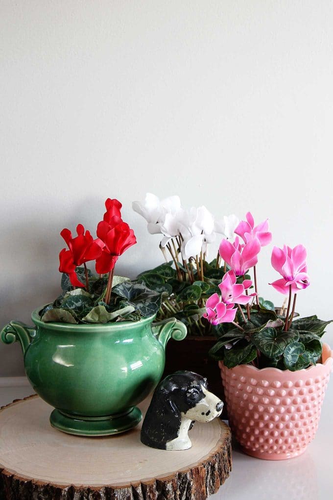Cyclamen care instructions for growing the cheeriest, most colorful indoor winter plants. Easy to follow growing tips to brighten up your winter home decor.