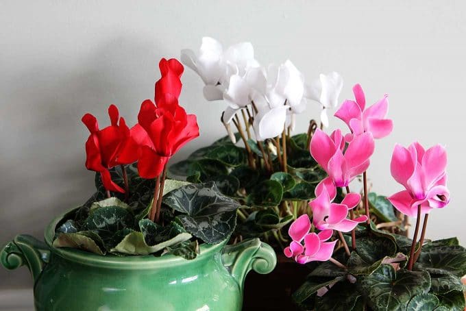 Cyclamen care instructions for growing the cheeriest, most colorful indoor winter plants. Easy to follow growing tips to brighten up your winter home decor.