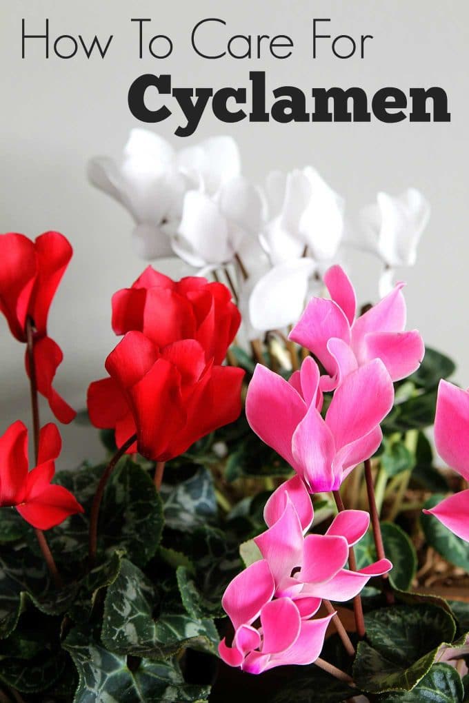 Healthy cyclamen with proper care
